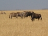 Etosha 2 066